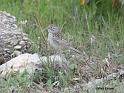 Clay-colored Sparrow